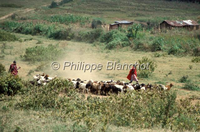 kenya 11.JPG - Masai et leur troupeauRéserve de Masai MaraMasai Mara National ReserveKenya